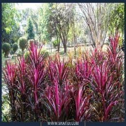 FRESH CORDYLINE